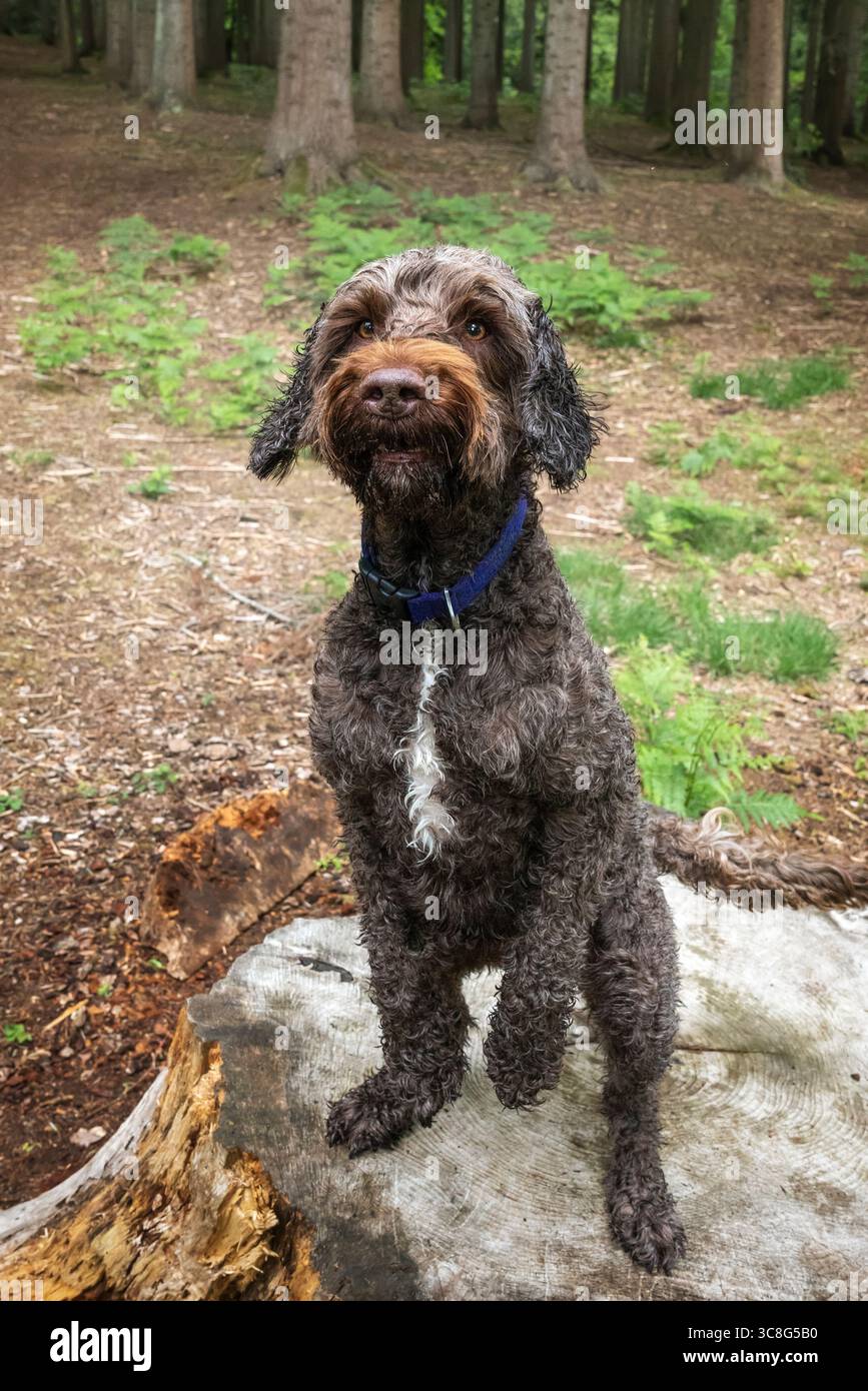 Il cane Brown Sprockapoo, Springer Cocker Poodle Cross, si erge su un vecchio ceppo d'albero nella foresta Foto Stock