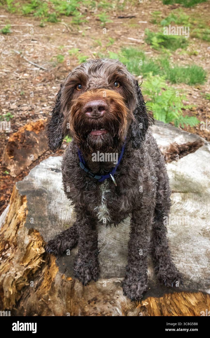 Il cane Brown Sprockapoo, Springer Cocker Poodle Cross, si erge su un vecchio ceppo d'albero nella foresta Foto Stock