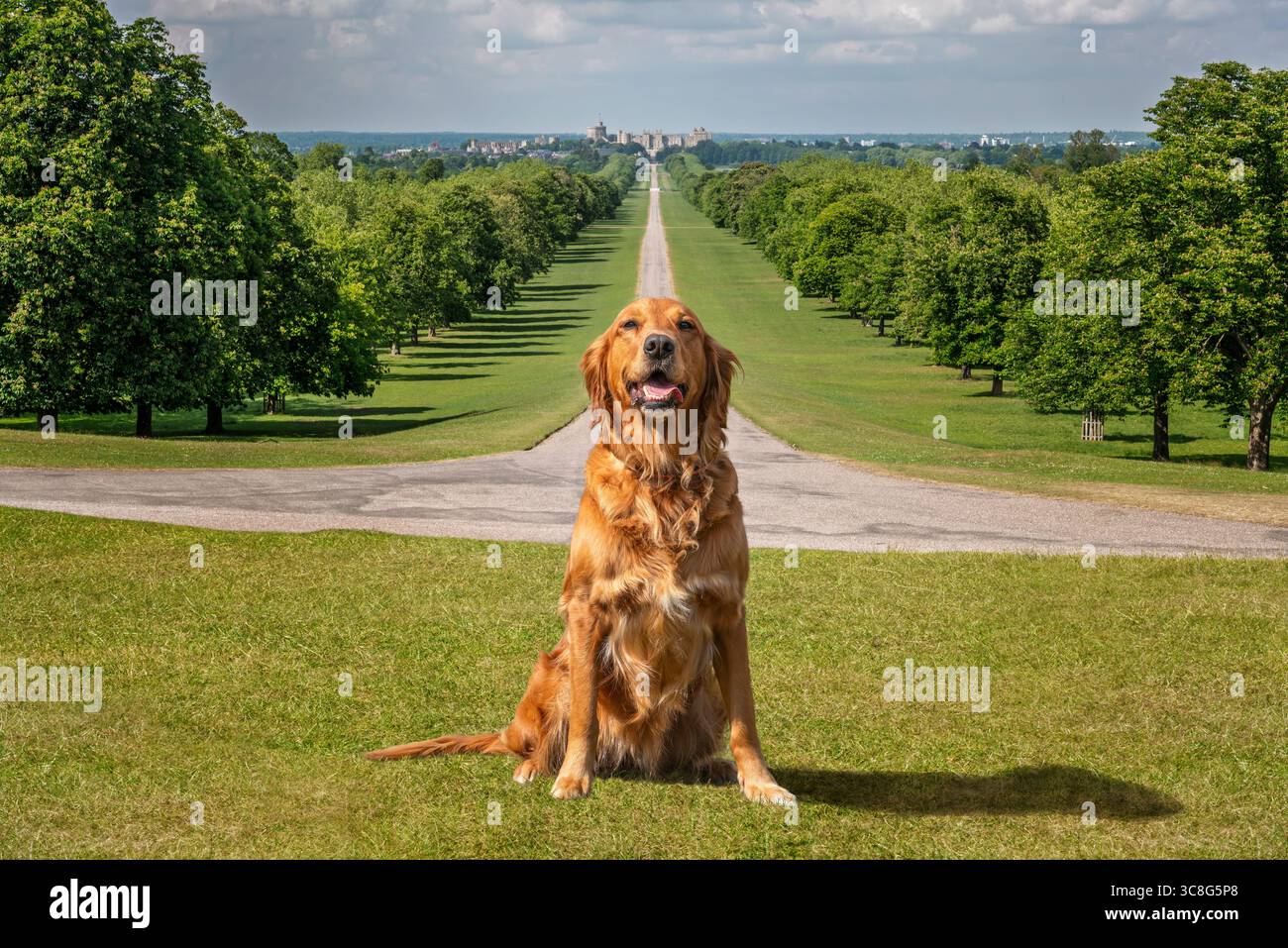Un Golden retriever seduto sulla lunga passeggiata in una giornata di sole Foto Stock