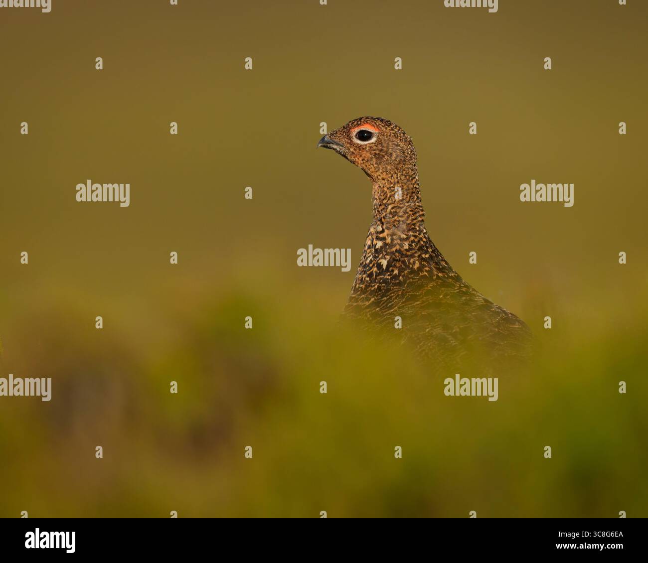 Un gnocco rosso femmina che si forgia tra il mirtillo e l'erica alla luce dorata della mattina presto, d'estate, del lagopus scotica Foto Stock