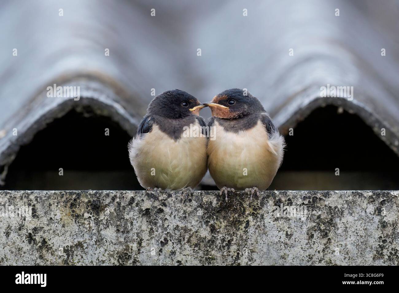 Ingoiare i piccoli si siedono sul bordo di un tetto di fienile in attesa di essere nutriti, estate, hirundo rustica Foto Stock