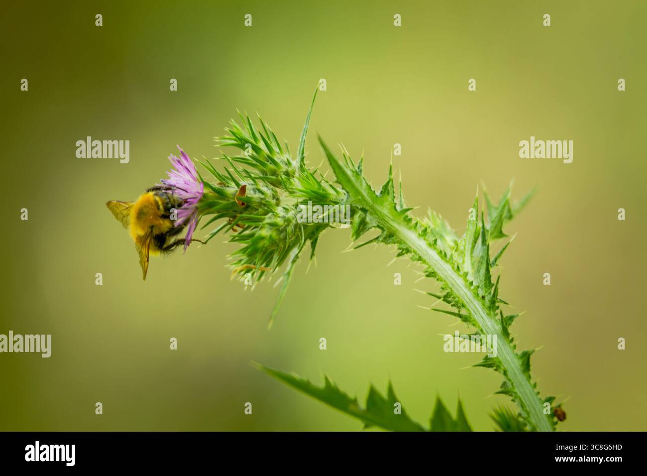 Primo piano di bumblebee che raccoglie polline su un cardo strisciante viola, paesaggio verde sfocato che evidenzia il processo di impollinazione Foto Stock