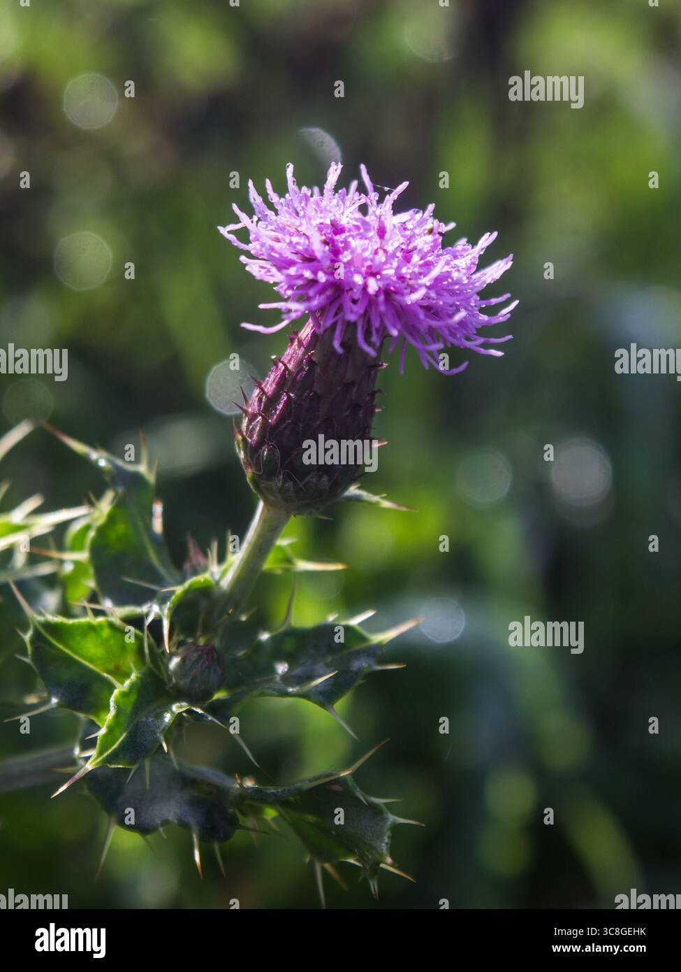I delicati fiori viola e le foglie di verde scuro di un cardo di campo, Cirsium arvense. Foto Stock