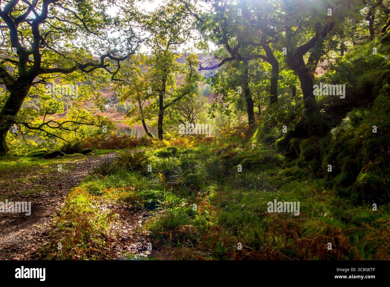All'inizio dell'autunno nelle foreste di querce del parco nazionale di Eryri in Galles, con la luce del sole che filtra attraverso il baldacchino dorato. Foto Stock