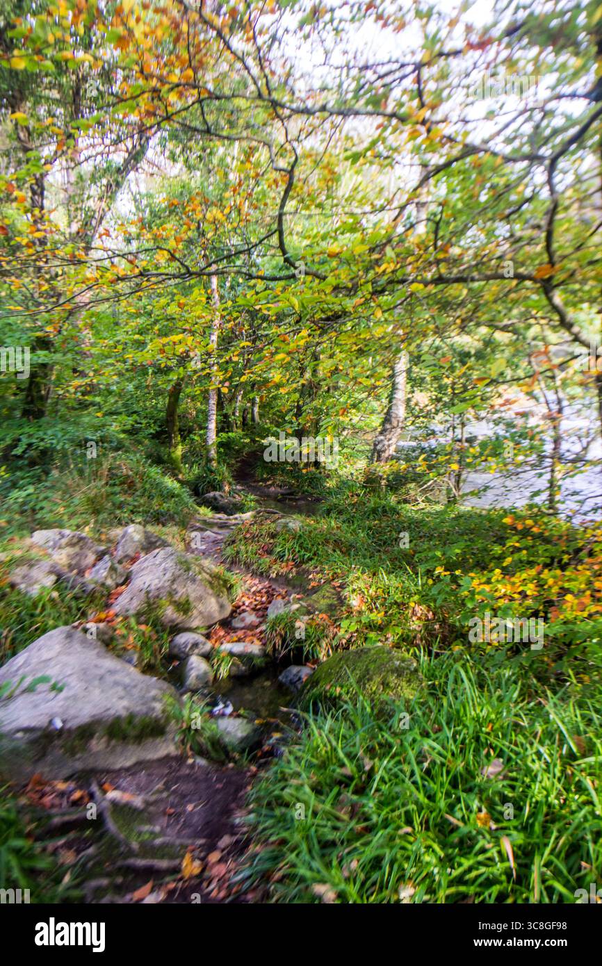 All'interno delle foreste celtiche del Parco Nazionale di Eryri, Galles, con alcuni alberi che iniziano a diventare colori all'inizio dell'autunno Foto Stock