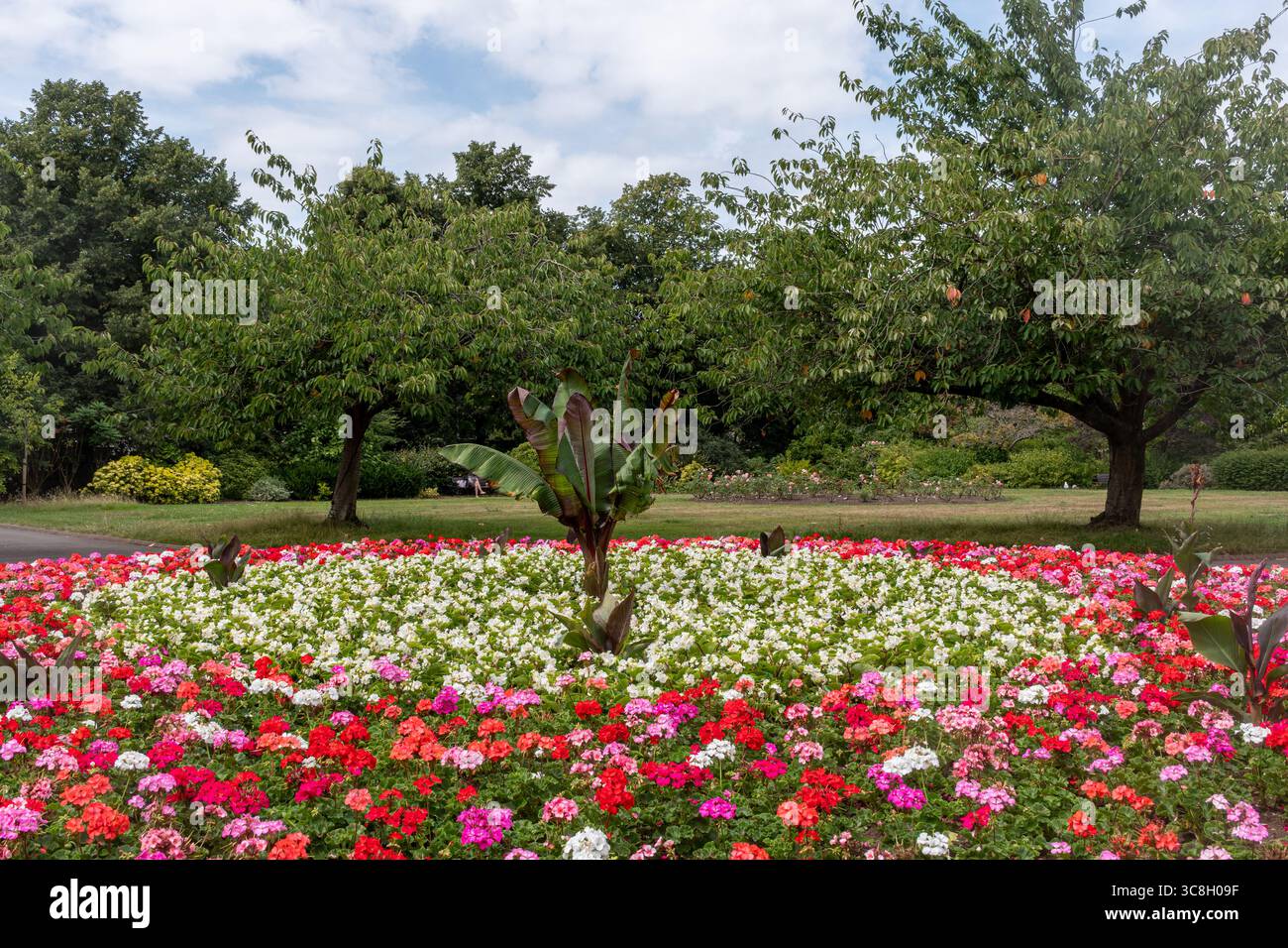 Colorate aiuole di fiori piantate con piante da letto rosa e bianche ad Alexandra Gardens, Cardiff, Galles del Sud, Regno Unito Foto Stock