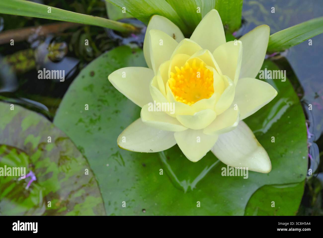 Giglio d'acqua nana giallo pallido in fiore sul laghetto del giardino in estate Foto Stock