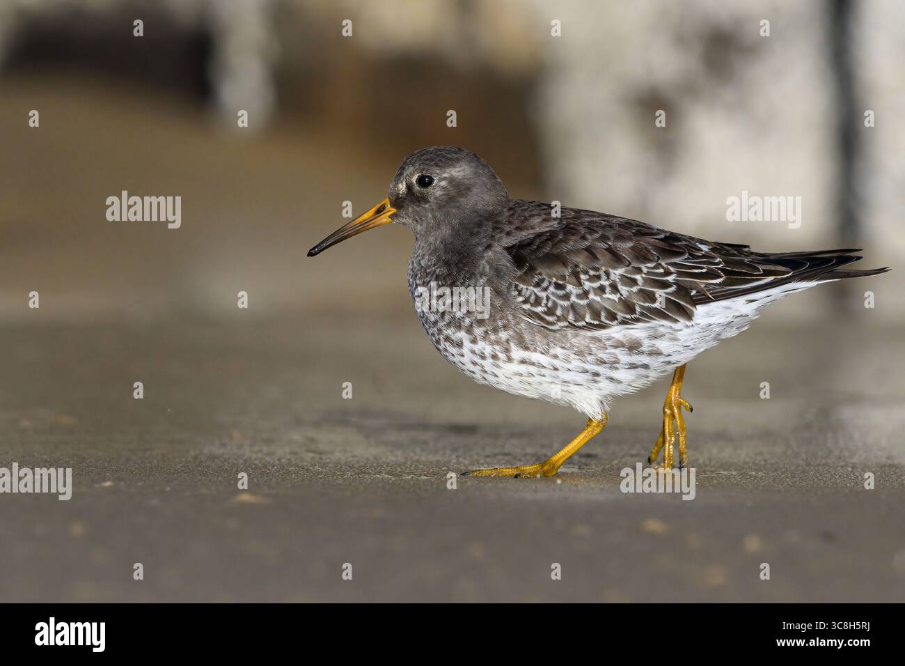 Porpora Sandpiper; Calidris maritima; primo uccello invernale, che si forgia lungo la costa del Norfolk gennaio Foto Stock