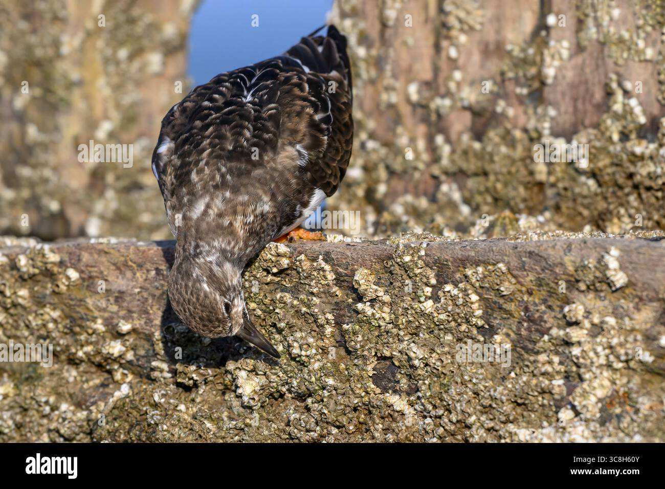 Turnstone, Ruddy Turnstone, Arenaria interpres, piumaggio invernale di uccelli adulti che si nutrono di ghiande Foto Stock