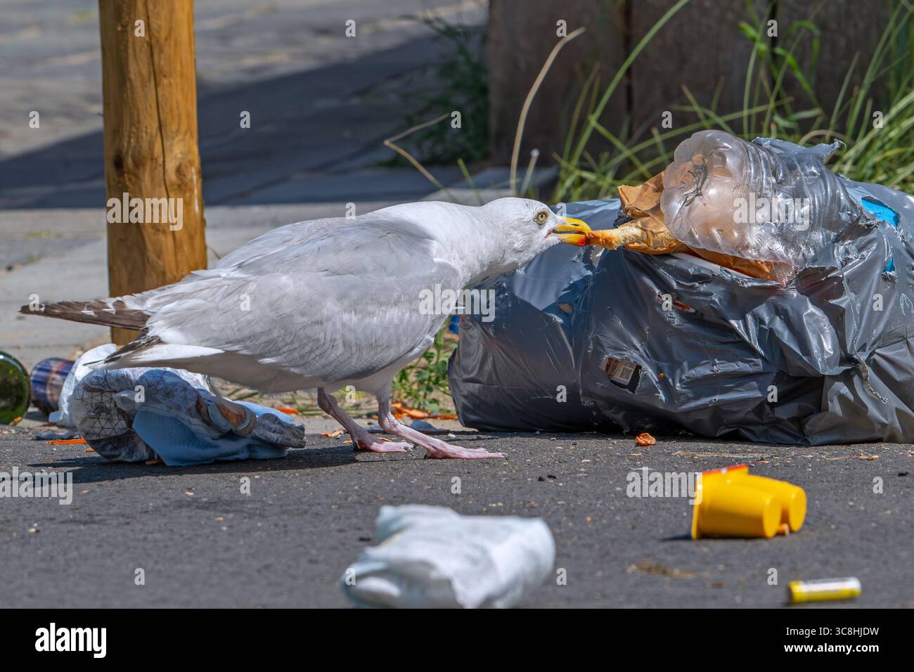 Fastidio degli uccelli causato da un gabbiano aringhe che strappa sacchetti dei rifiuti e si nutrono di spazzatura, rifiuti domestici e spazzatura, lasciando un caos per strada nella città costiera Foto Stock