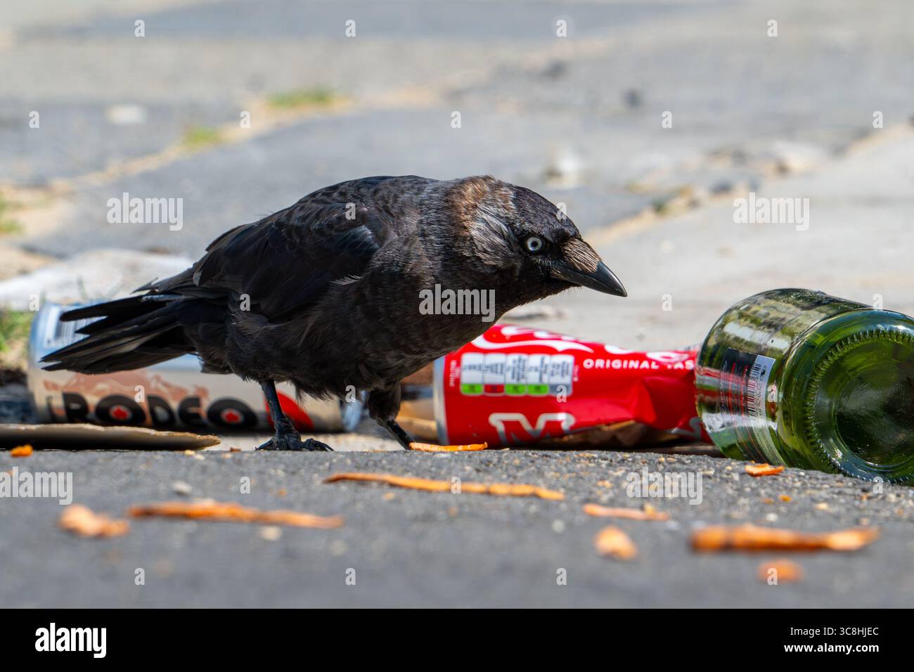 Jackdaw occidentale (Coloeus monedula) in cerca di cibo tra spazzatura, bottiglie scartate e lattine lasciate sulla strada Foto Stock
