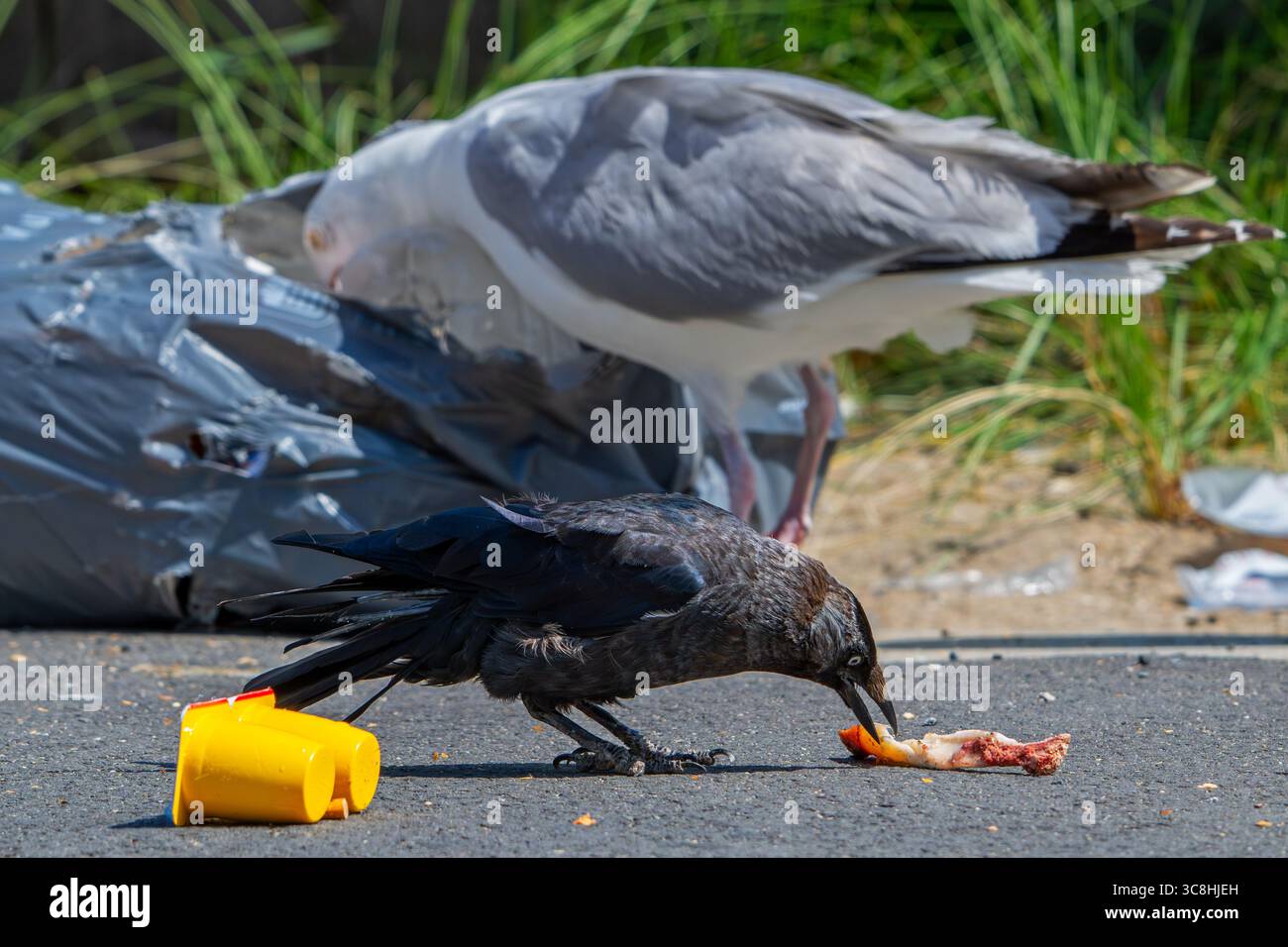 Il fastidio degli uccelli dovuto al jackdaw e al gabbiano aringhe che strappano sacchi della spazzatura e si nutrono di spazzatura, rifiuti domestici e spazzatura, lasciando un disordine per strada in città Foto Stock