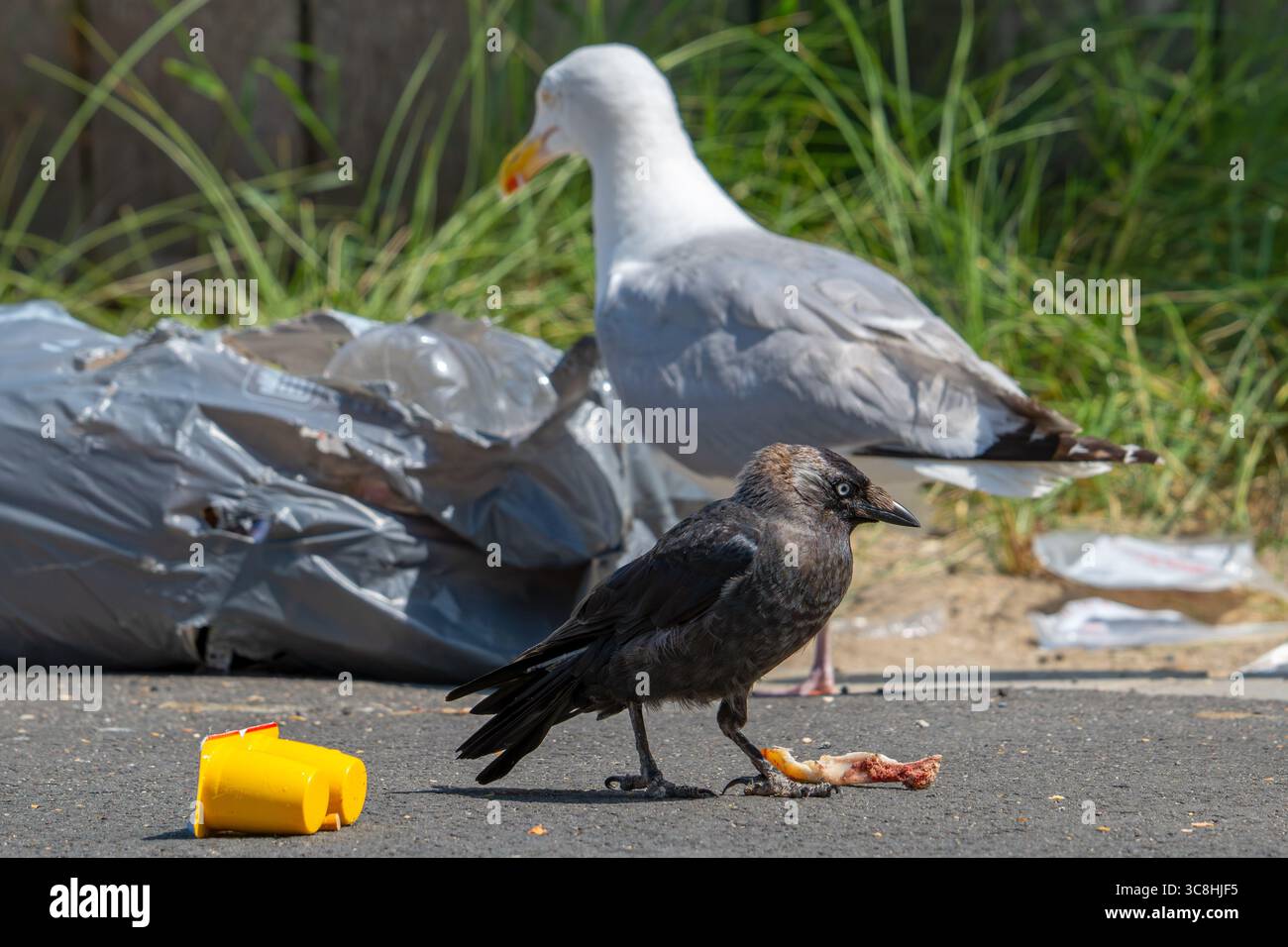 Il fastidio degli uccelli dovuto al jackdaw e al gabbiano aringhe che strappano sacchi della spazzatura e si nutrono di spazzatura, rifiuti domestici e spazzatura, lasciando un disordine per strada in città Foto Stock