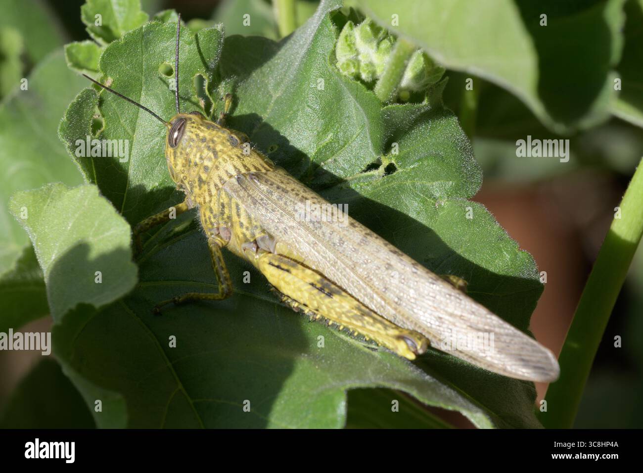 Primo piano di una cavalletta egiziana (Anacridium aegyptium) che poggia su una foglia verde alla luce naturale del sole, mostrando texture e motivi dettagliati. Foto Stock