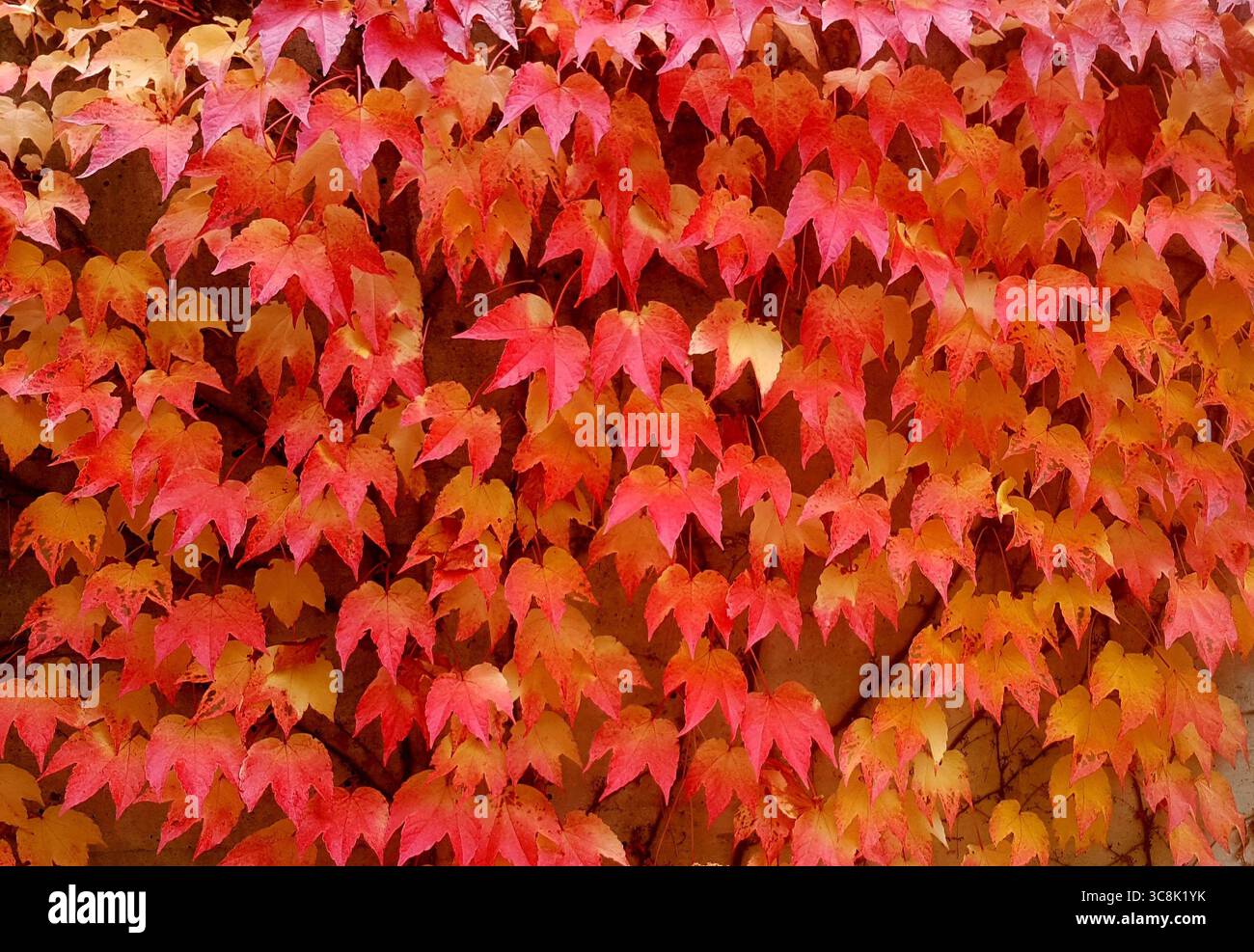 Parete ricoperta di foglie di vite gialle, arancioni e rosse in una calda atmosfera autunnale Foto Stock