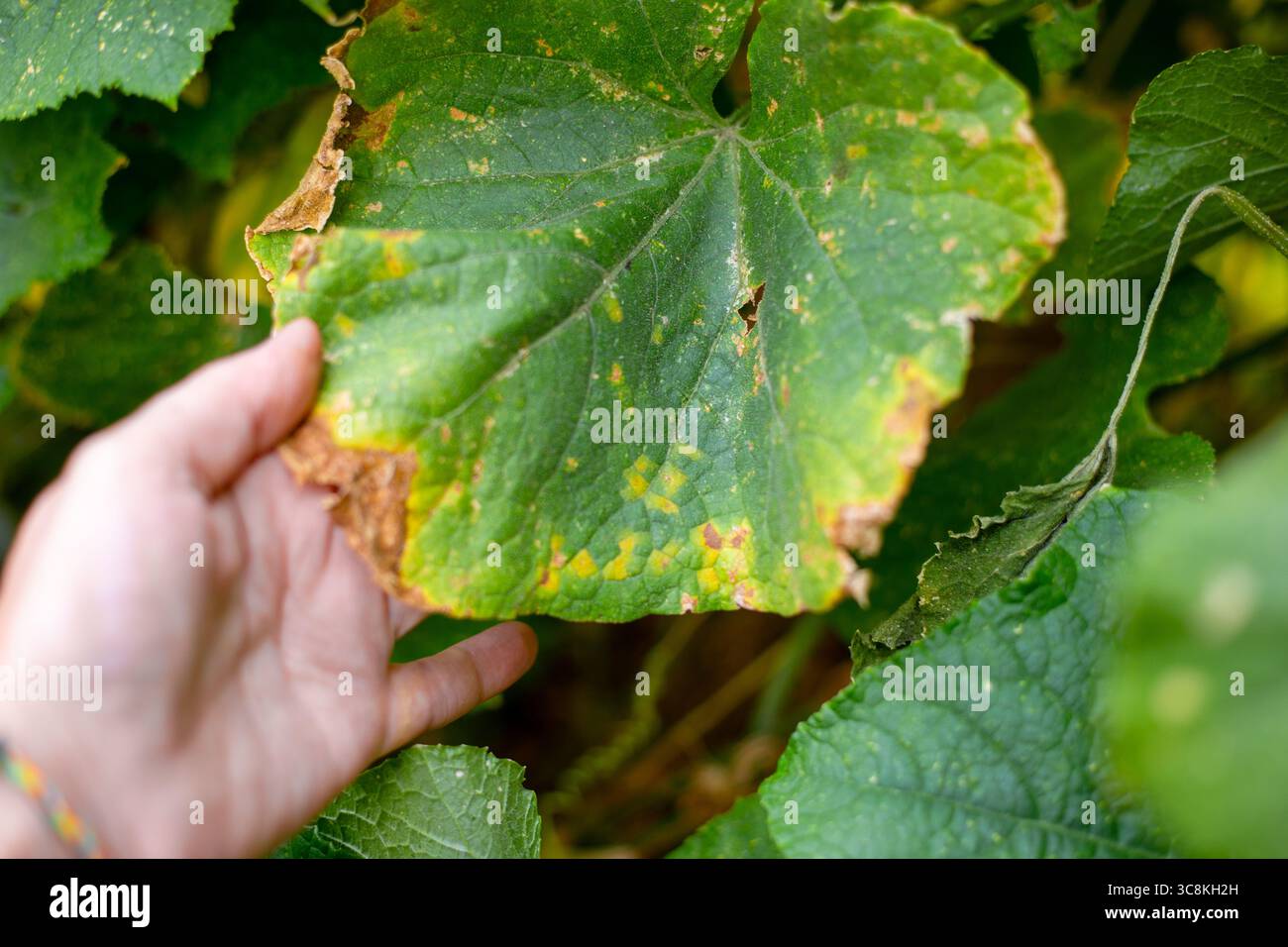 Mano che esamina una foglia di cetriolo malata con macchie gialle e marroni, mosaico di cetriolo, malattia virale. Foto Stock