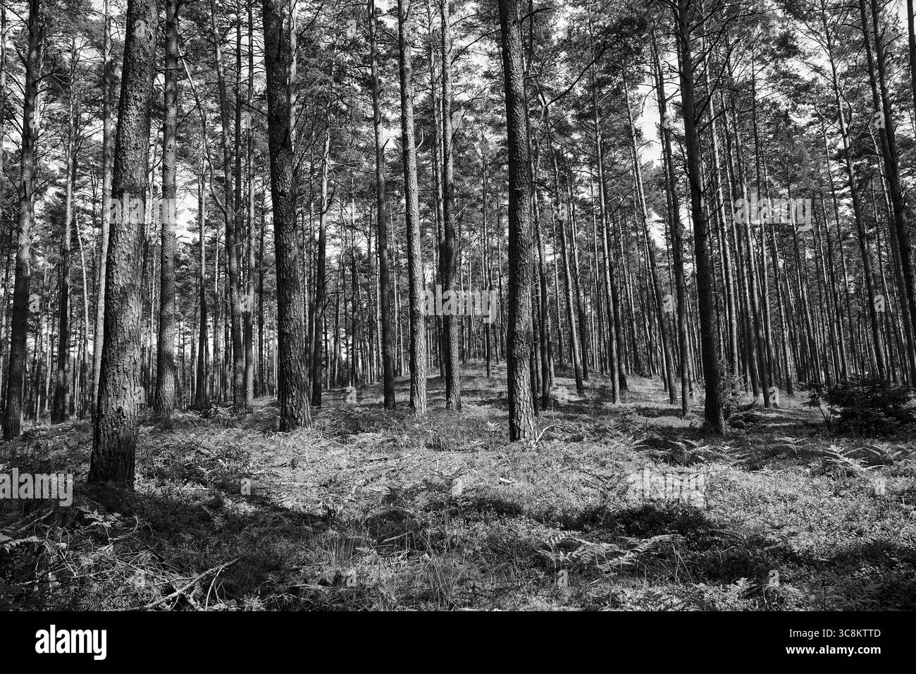 Una collina coperta di felci e alberi in una fitta foresta mista in una giornata di sole in estate, Polonia, monocromatica Foto Stock