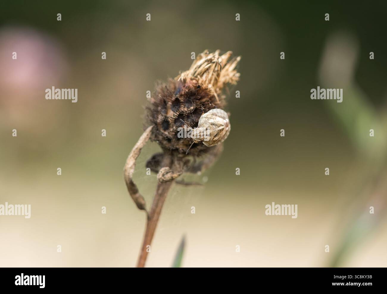 Tartaruga Bug (Eurygaster testudinaria), una ninfa su un fiore morto a Chobham Common, Surrey Foto Stock