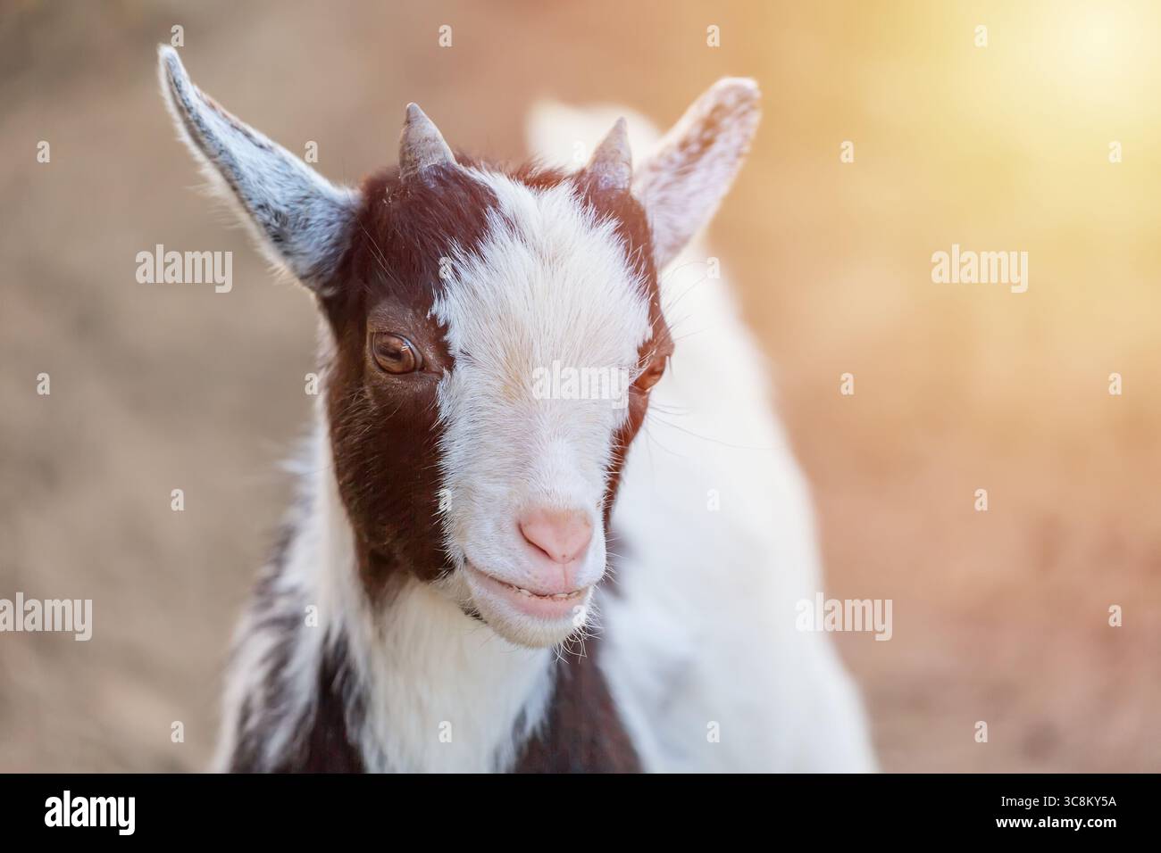 Primo piano ritratto di un simpatico animale caprino camerunese con la luce del sole che guarda la fotocamera. Foto Stock