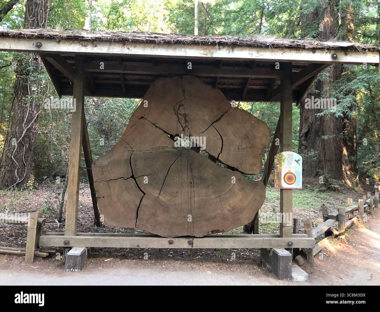 Mostra un anello di alberi da un gigantesco albero di sequoia, che mostra secoli di crescita in una foresta della California settentrionale Foto Stock