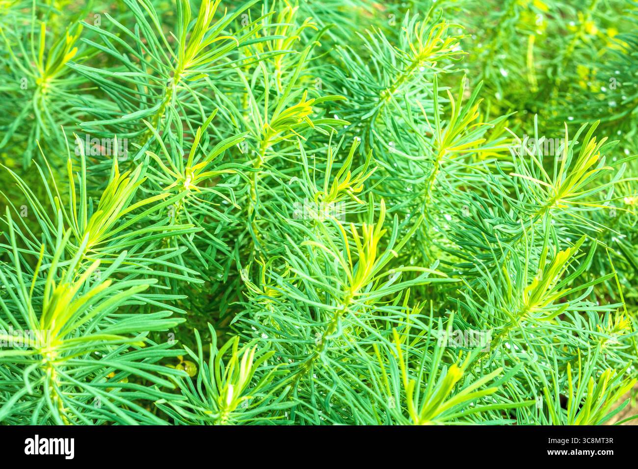 Una vista ravvicinata di lussureggianti e vibranti boschetti di cipressi dalle alghe del latte nel loro habitat naturale, che mostrano texture intricate e ricche sfumature verdi. Ideale per natu Foto Stock