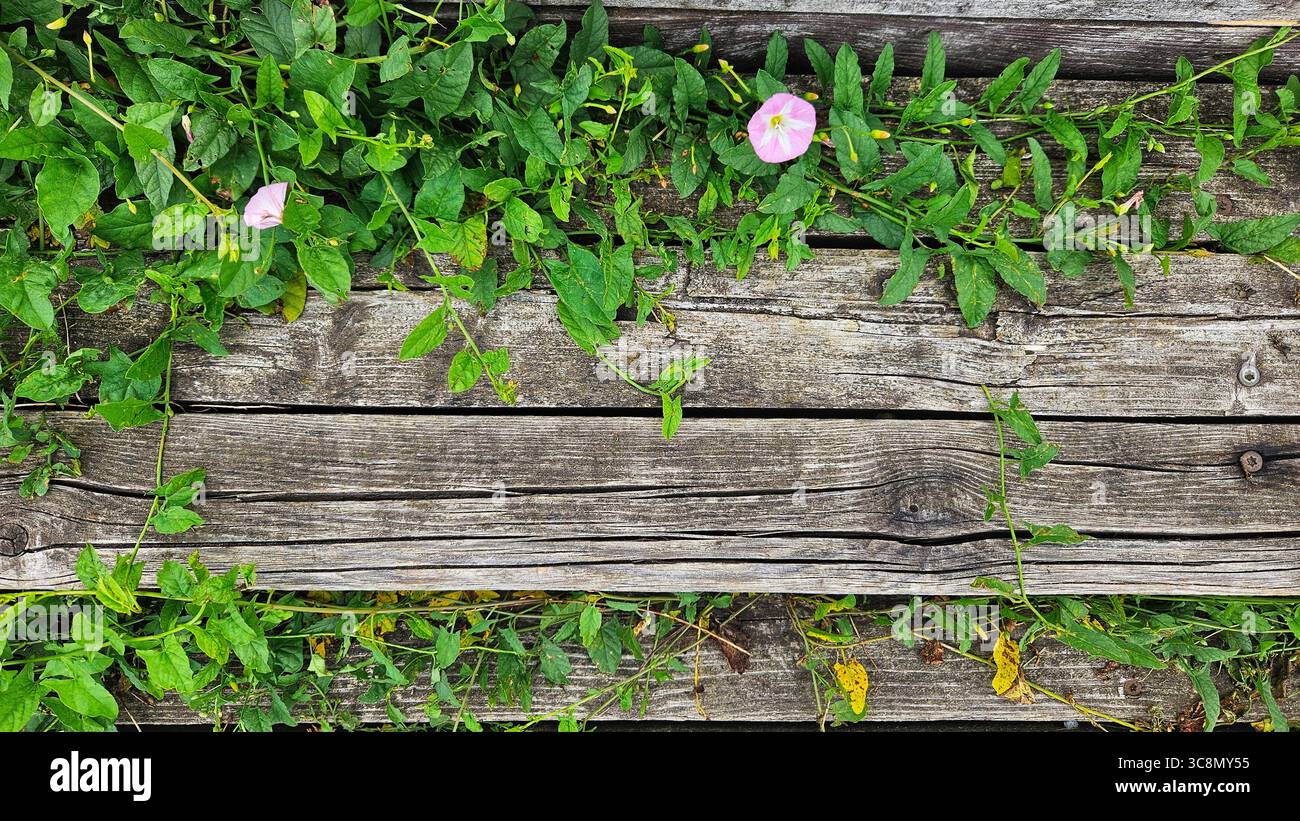 Tavole di legno ricoperte con piante verdi e fiori rosa. Concetti ecologici Foto Stock