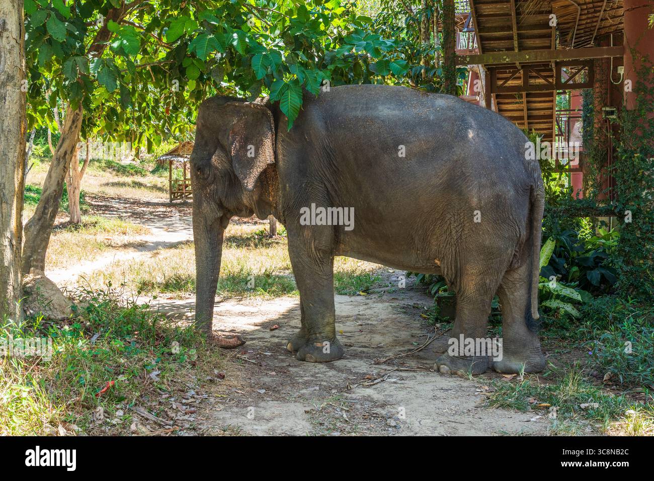 Elefante in pensione in un santuario di salvataggio a Phuket, in Thailandia Foto Stock
