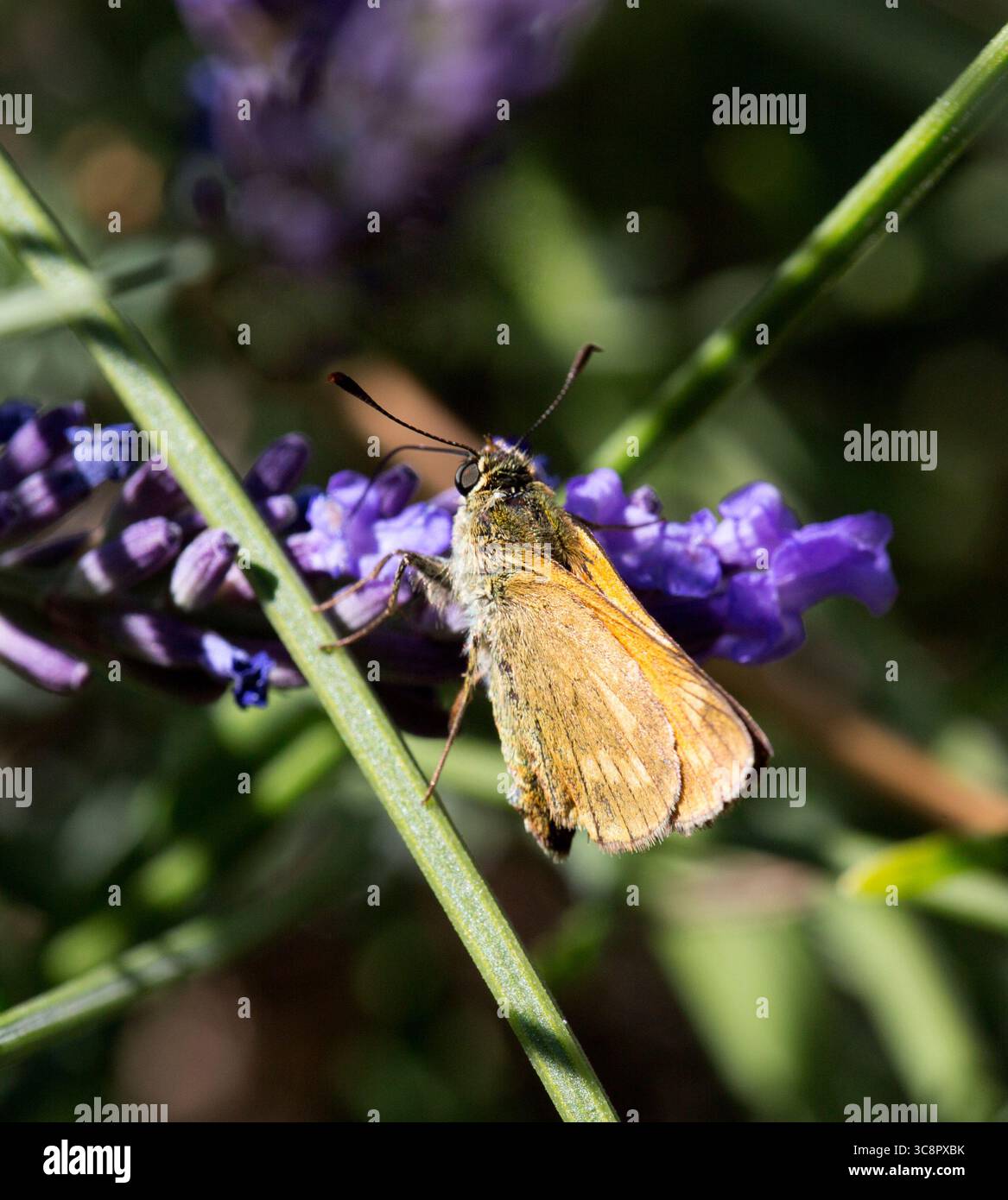 Skipper Butterfly Foto Stock