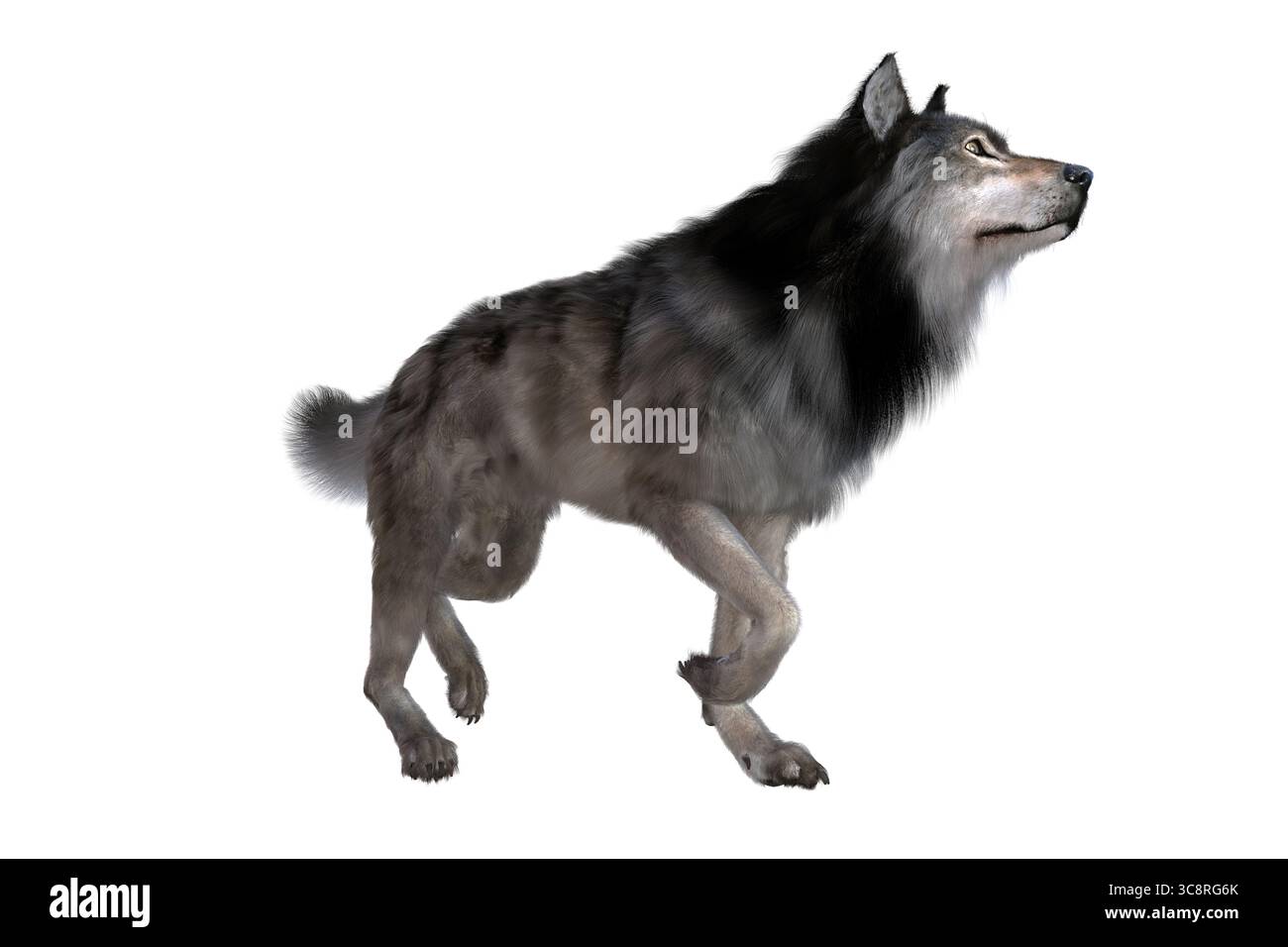 Il carnivoro dire Wolf visse nel Nord e Sud America durante il Pleistocene e l'Olocene. Foto Stock