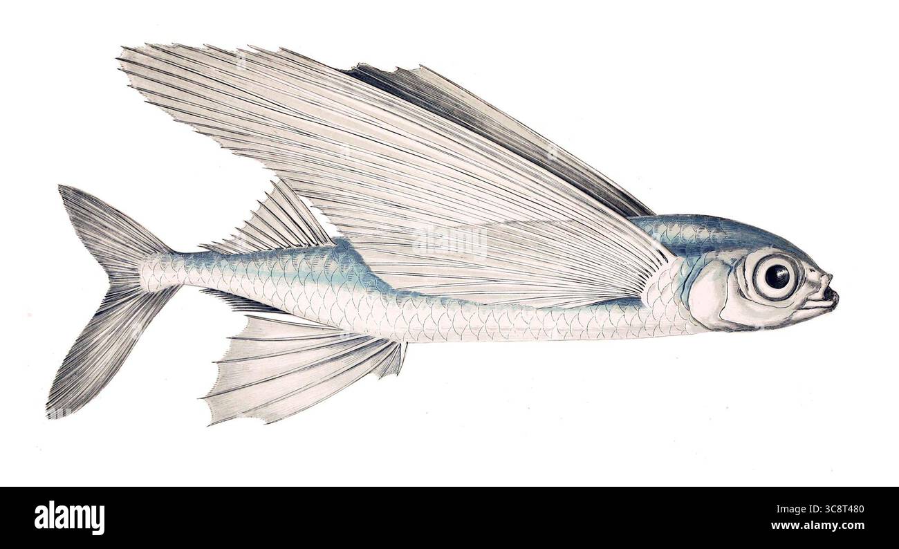 Illustrazione scientifica di Exocoetus volitans, il comune pesce volante dell'Atlantico, dal volume del 1877 Les Poissons di Gervais e Boulart. La specie è nota per le sue grandi pinne pettorali che le permettono di scivolare sopra la superficie dell'oceano. Foto Stock