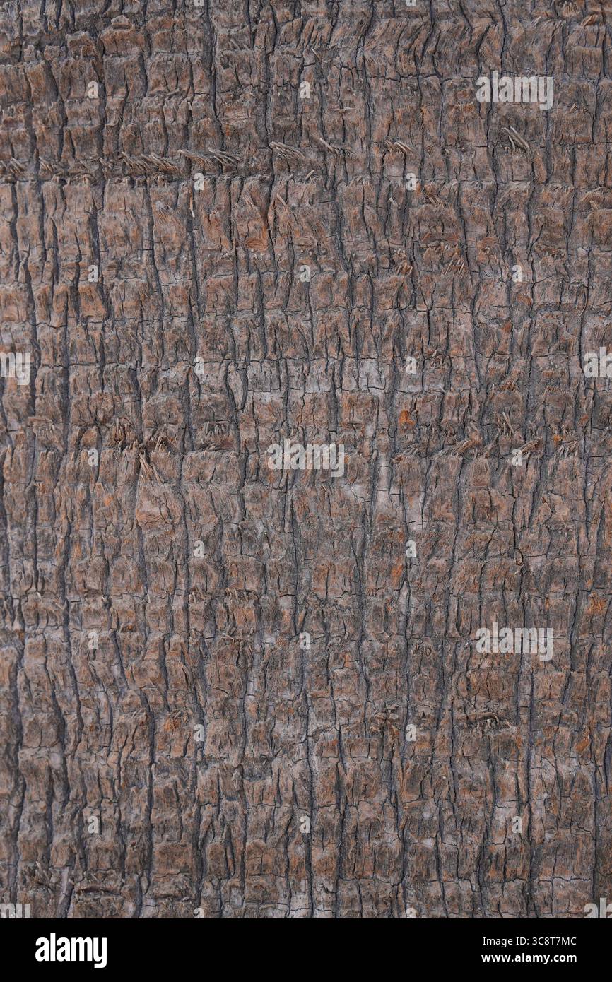 Vista verticale dettagliata della corteccia degli alberi con scanalature profonde, crepe e calde tonalità terrose, che mostrano una texture naturale. Foto Stock