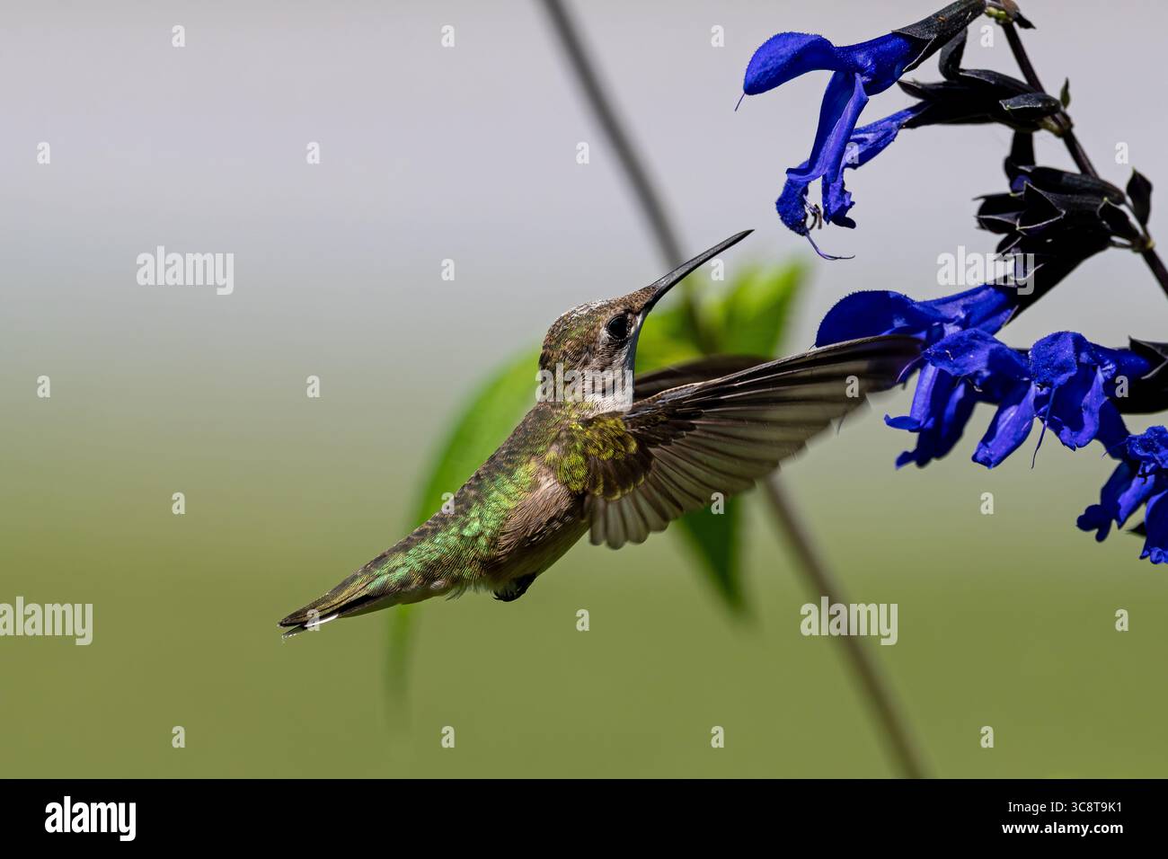 Colibrì dalla gola rubina che si avvicina ai fiori della salvia nera e blu. Foto Stock