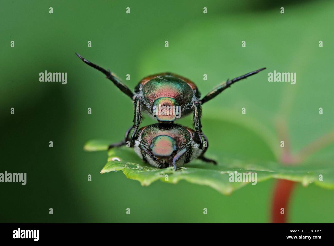 Montreal, Canada. 31 luglio 2025. Due coleotteri giapponesi si accoppiano su una foglia in un parco in Canada durante il periodo di accoppiamento nella stagione estiva. Il coleottero giapponese noto come Popillia japonica è considerato un parassita invasivo che causa danni significativi a colture, giardini e alberi in Canada. Questo insetto si è affermato principalmente in Ontario, Quebec e nelle province marittime. Il 31 luglio 2025 a Montreal, Canada. (Foto di Horacio Zamora Rios/ credito: Eyepix Group/Alamy Live News Foto Stock