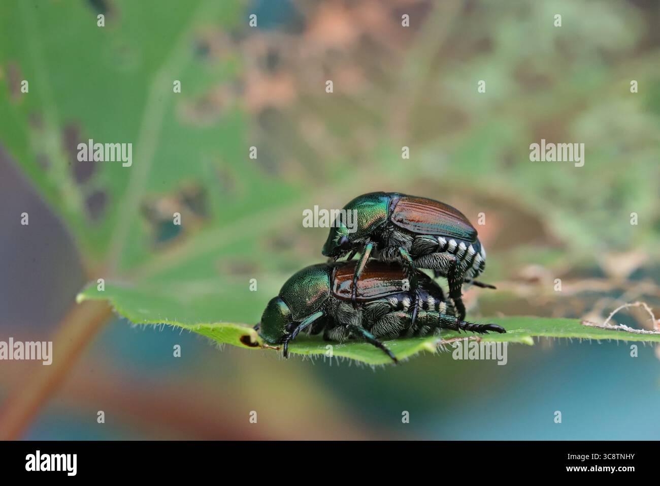 Montreal, Canada. 31 luglio 2025. Due coleotteri giapponesi si accoppiano su una foglia in un parco in Canada durante il periodo di accoppiamento nella stagione estiva. Il coleottero giapponese noto come Popillia japonica è considerato un parassita invasivo che causa danni significativi a colture, giardini e alberi in Canada. Questo insetto si è affermato principalmente in Ontario, Quebec e nelle province marittime. Il 31 luglio 2025 a Montreal, Canada. (Foto di Horacio Zamora Rios/ Eyepix Group/Sipa USA) credito: SIPA USA/Alamy Live News Foto Stock