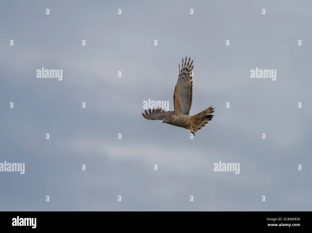 Pacific Baza (Aviceda subcristata) falco a coda lunga di medie dimensioni in volo in un giorno coperto nel Queensland, Australia. Foto Stock