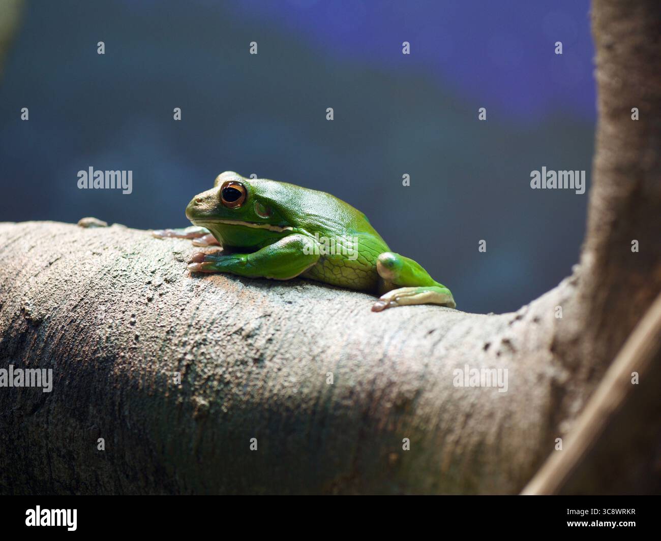 Deliziosa e caratteristica rana dalle labbra bianche in una bellezza naturale. Foto Stock