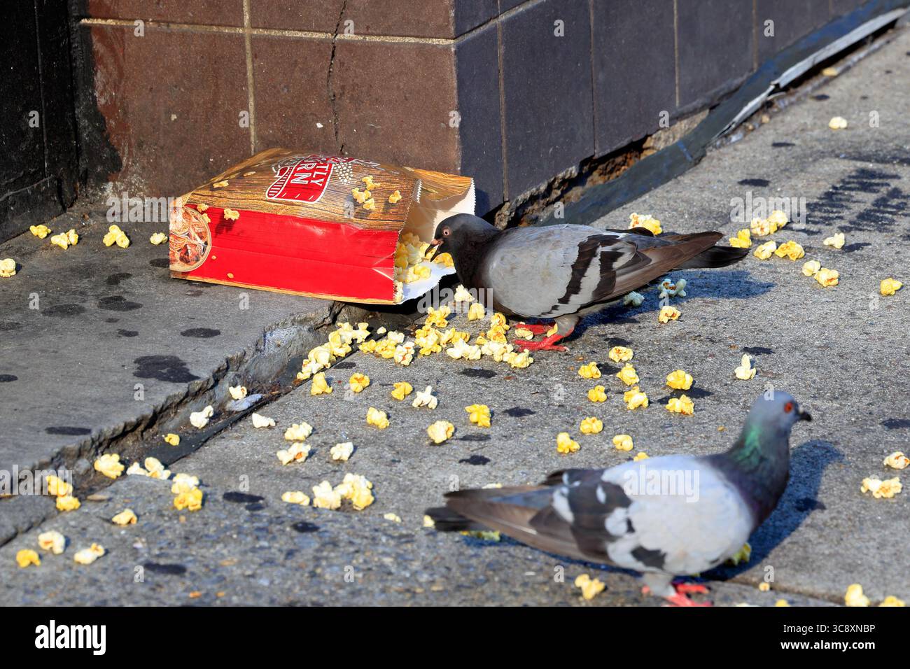 Un piccione che mangia da un sacchetto versato di popcorn su un marciapiede. Colomba (Columba livia). Foto Stock