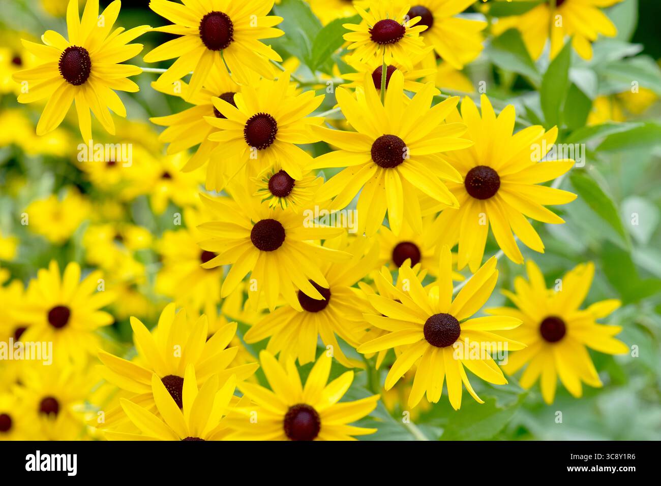Un fitto gruppo di fiori Susan dagli occhi di Blaack (Rudbeckia hirta) cresce in un giardino selvaggio. Foto Stock