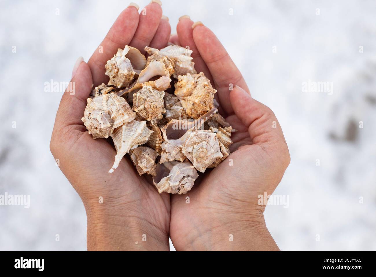 Conchiglie naturali raccolte sulla spiaggia. Con le mani, immagine di sfondo delle conchiglie marine Foto Stock