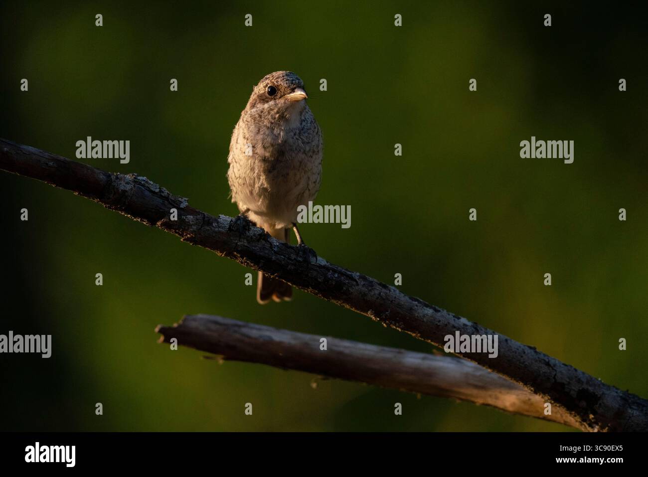 21 luglio 2020, Slovenia: Foresta di Notranjska, Slovenia. (Immagine di credito: © Sergio Pitamitz/VW Pics via ZUMA Wire) Foto Stock