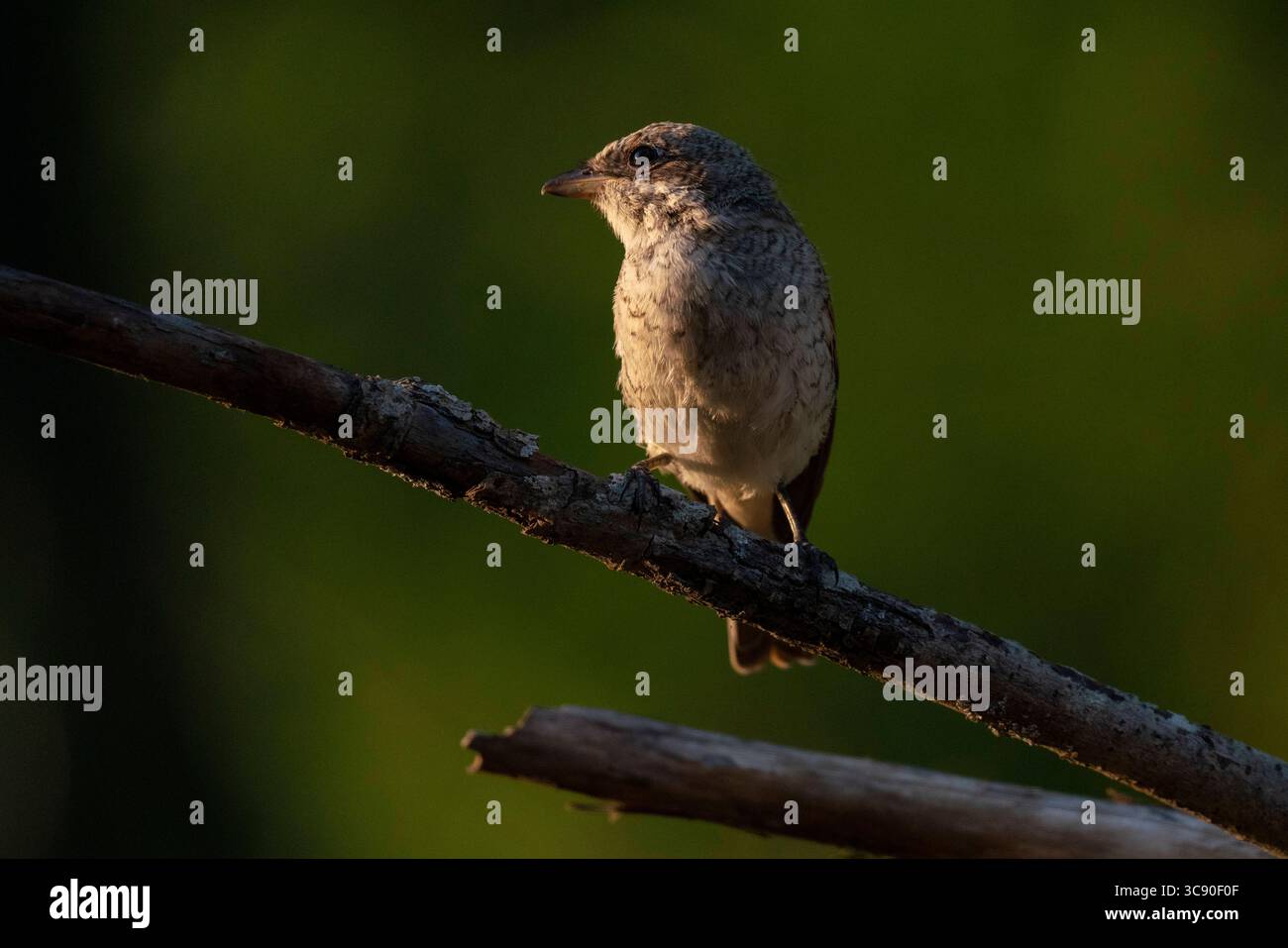 21 luglio 2020, Slovenia: Foresta di Notranjska, Slovenia. (Immagine di credito: © Sergio Pitamitz/VW Pics via ZUMA Wire) Foto Stock
