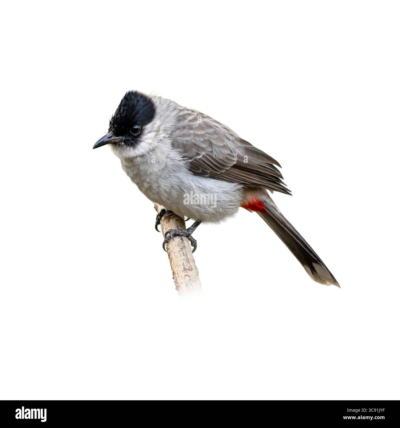 Questo bulbul dalla testa Sooty si appoggia su un ramo sottile con il suo corpo grigio morbido, la cresta nera e uno spruzzo di rosso sotto la coda. Perfettamente isolato su bianco, Foto Stock