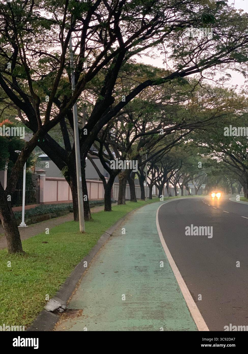 Strada alberata con pista ciclabile al tramonto - Immagine stock catturata con smartphone