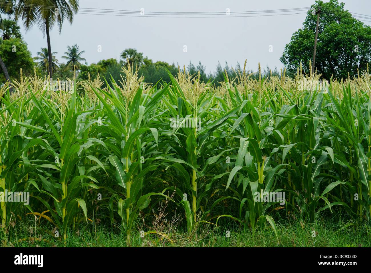 Campo di mais verdastro a Tamilnadu, India. Foto Stock