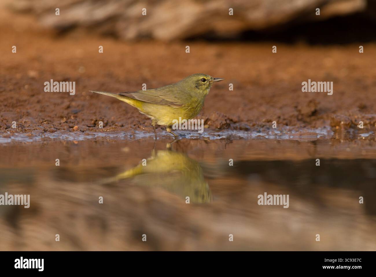 14 marzo 2011, Texas, Stati Uniti: Un Warbler incoronato arancione, Leiothlypis celata, che beve in un pozzo d'acqua nella valle del Rio grande nel Texas meridionale. (Immagine di credito: © Jon G. Fuller/VW Pics tramite filo ZUMA) Foto Stock