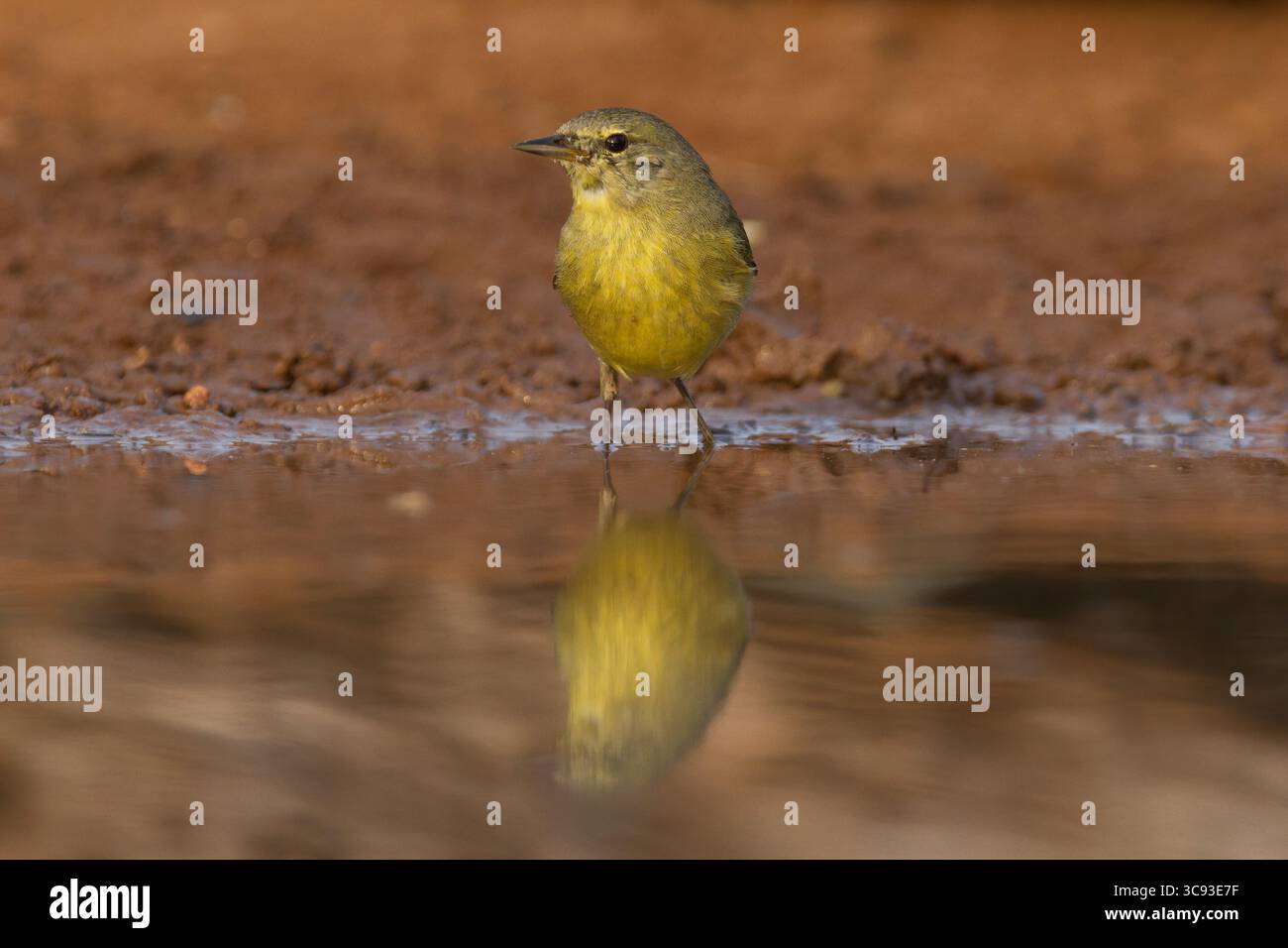 14 marzo 2011, Texas, Stati Uniti: Un Warbler incoronato arancione, Leiothlypis celata, che beve in un pozzo d'acqua nella valle del Rio grande nel Texas meridionale. (Immagine di credito: © Jon G. Fuller/VW Pics tramite filo ZUMA) Foto Stock