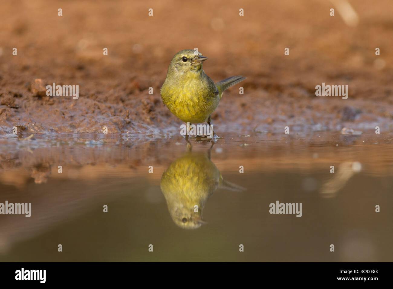 14 marzo 2011, Texas, Stati Uniti: Un Warbler incoronato arancione, Leiothlypis celata, che beve in un pozzo d'acqua nella valle del Rio grande nel Texas meridionale. (Immagine di credito: © Jon G. Fuller/VW Pics tramite filo ZUMA) Foto Stock