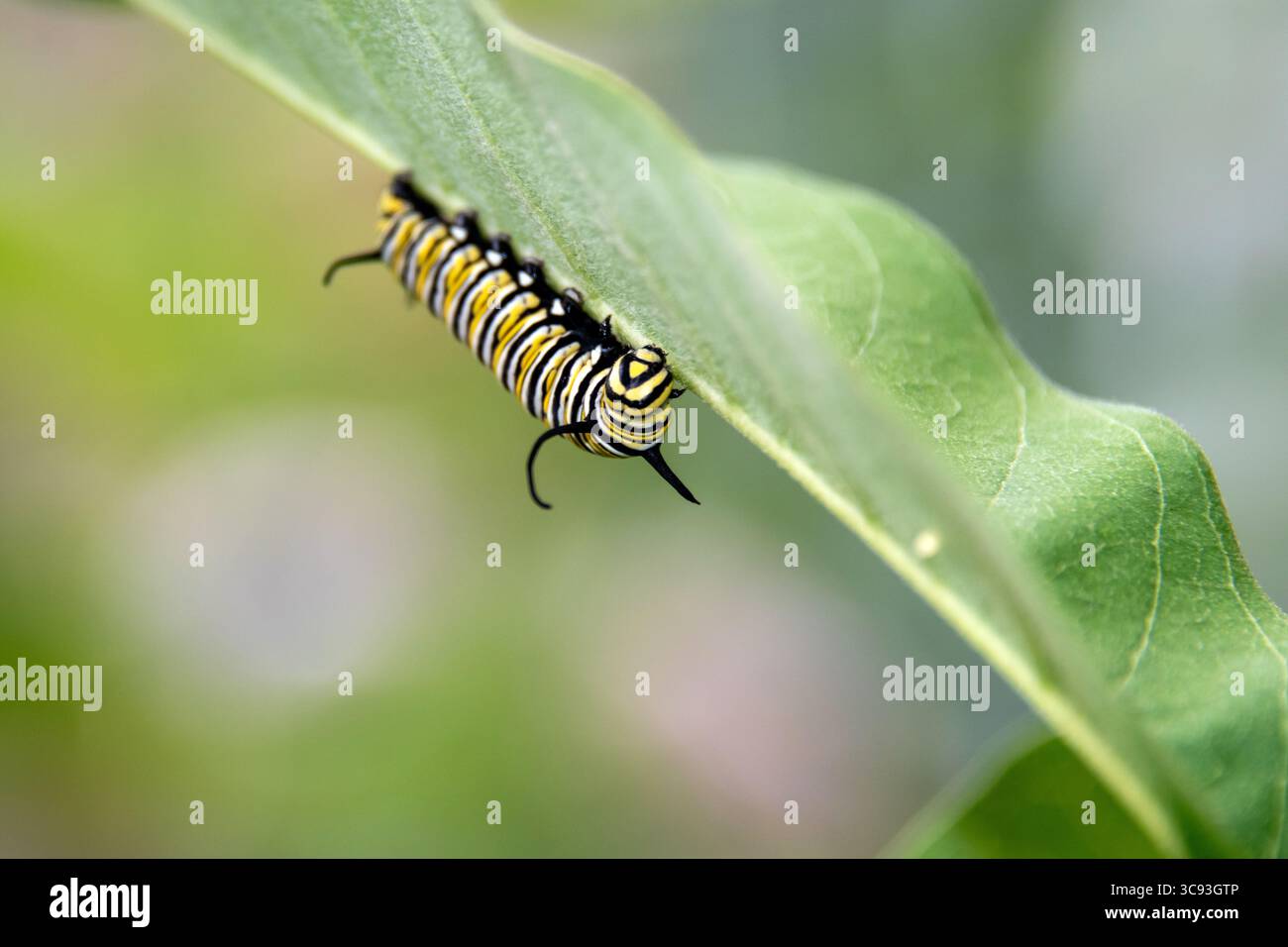 La Monarch bruco su milkweed Foto Stock