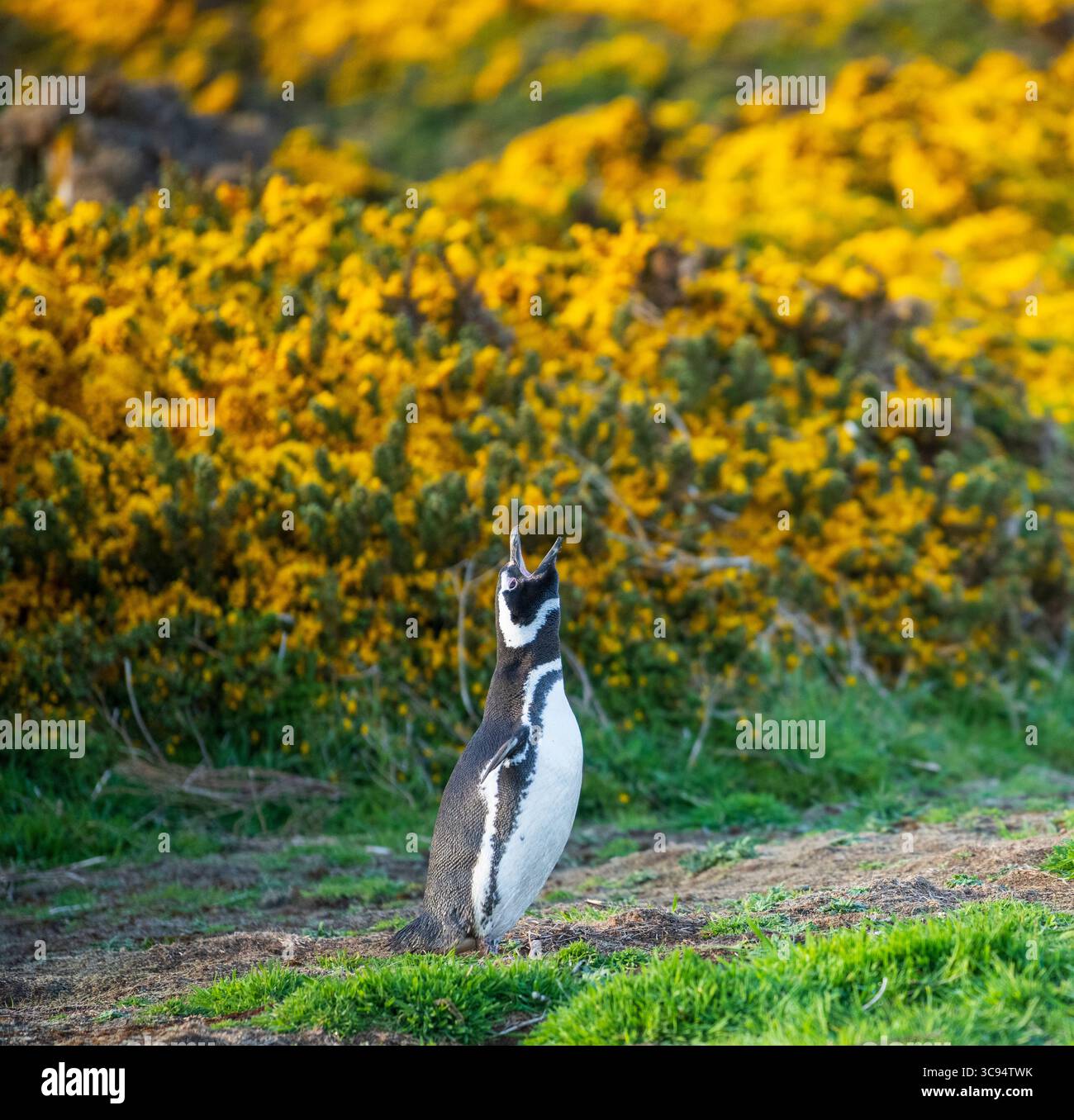 Un pinguino di magellano, nuova isola, isole Falkland Foto Stock