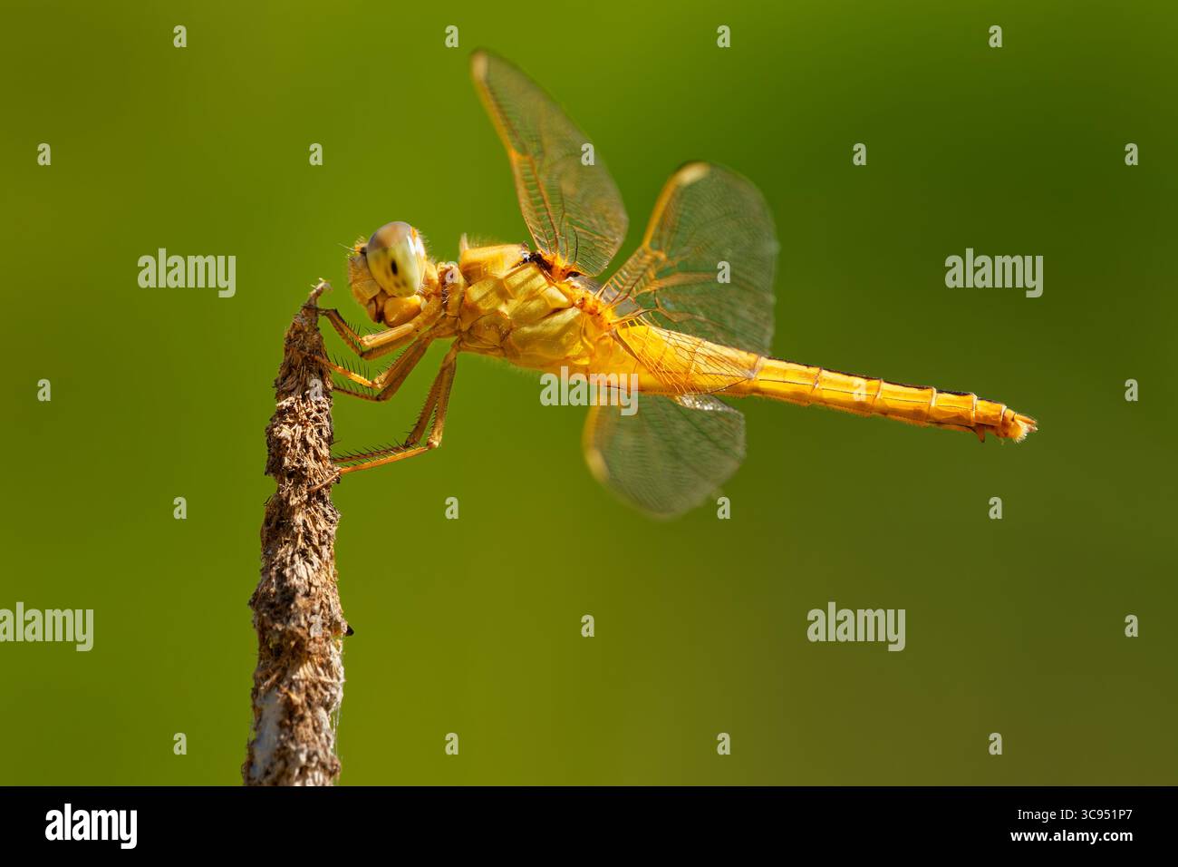 Schimmer Scarlet o palude ruddy o schimmer orientale Crocothemis servilia libellulidae, originaria dell'Asia orientale e sud-orientale, introdotta a Ja Foto Stock